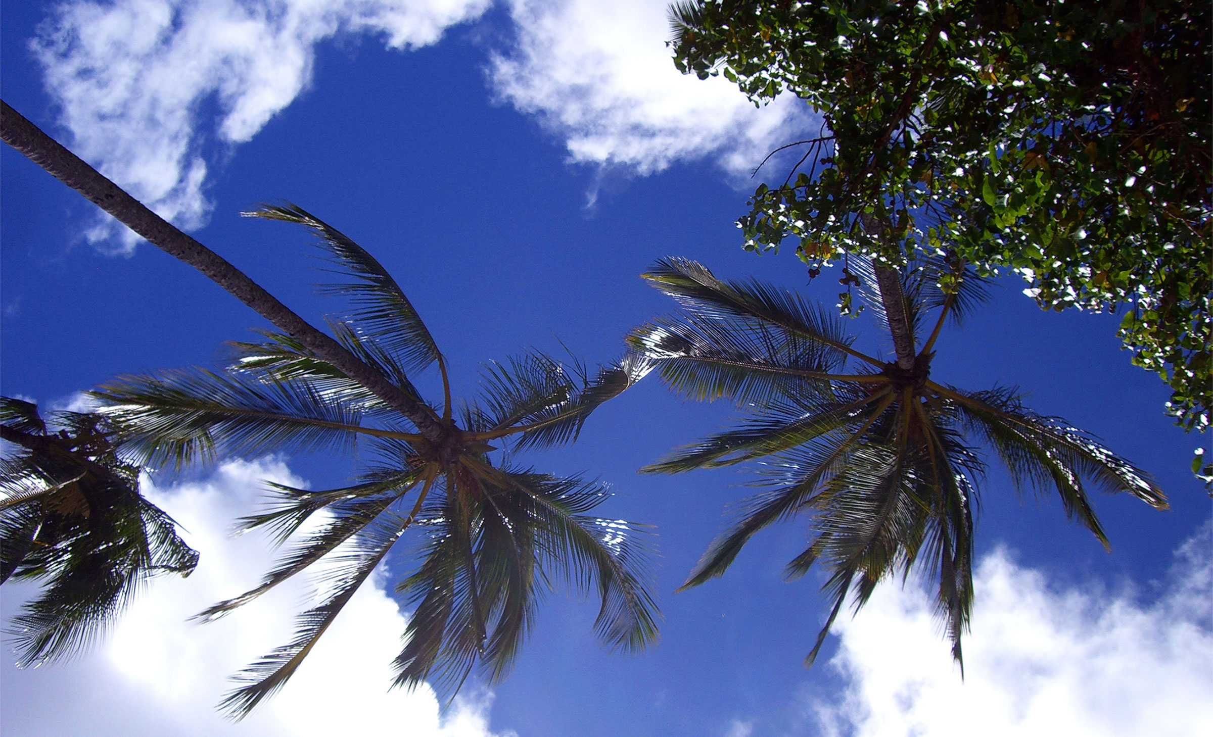 Looking up at palm trees.